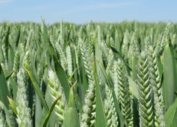 Novo Holdings and DLG Group Unite to advance Sustainable Agriculture